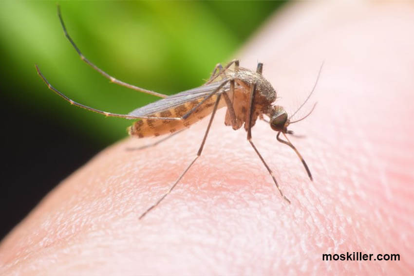 mosquito killer